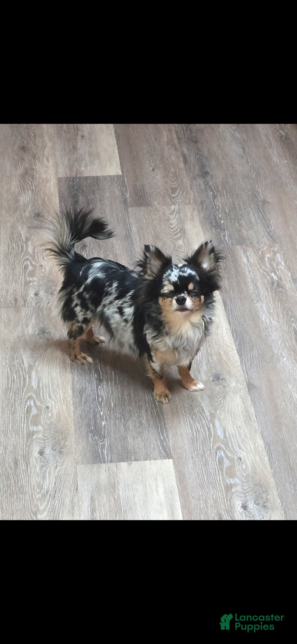 Chihuahua dogs for sale: reba - Ad 2