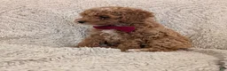 Toy Poodle dogs for sale: George  - Ad 3