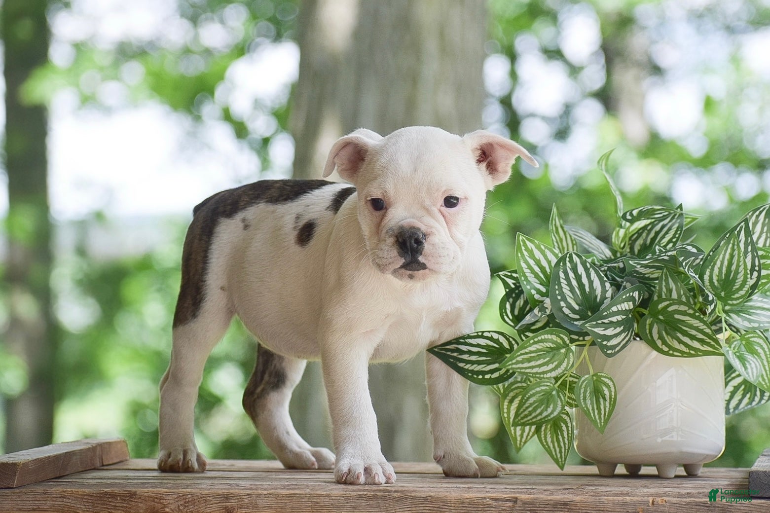 Olde English Bulldogge dogs Apple - Ad 1