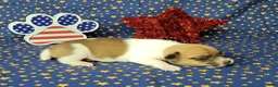 Jack Russell Terrier dogs for sale: CKC "Riggs" *Delivery Available* - Ad 2