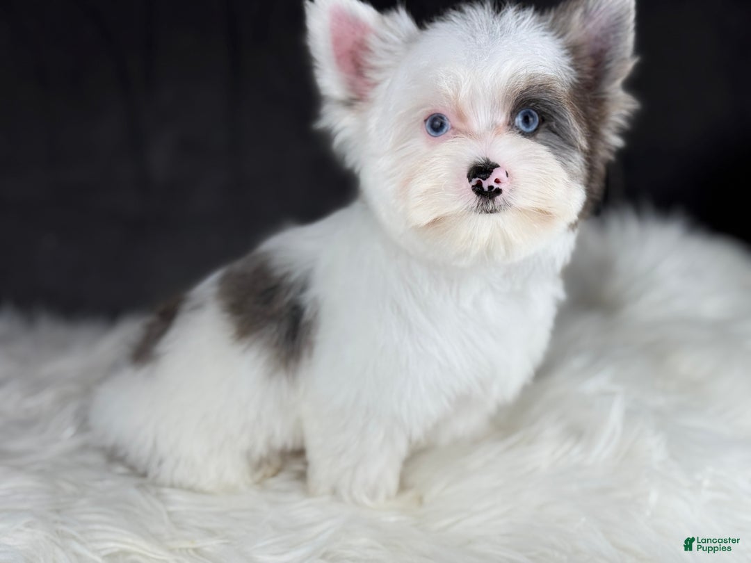 Yorkshire Terrier dogs for sale: Spot 2 blue eyes - Ad 4