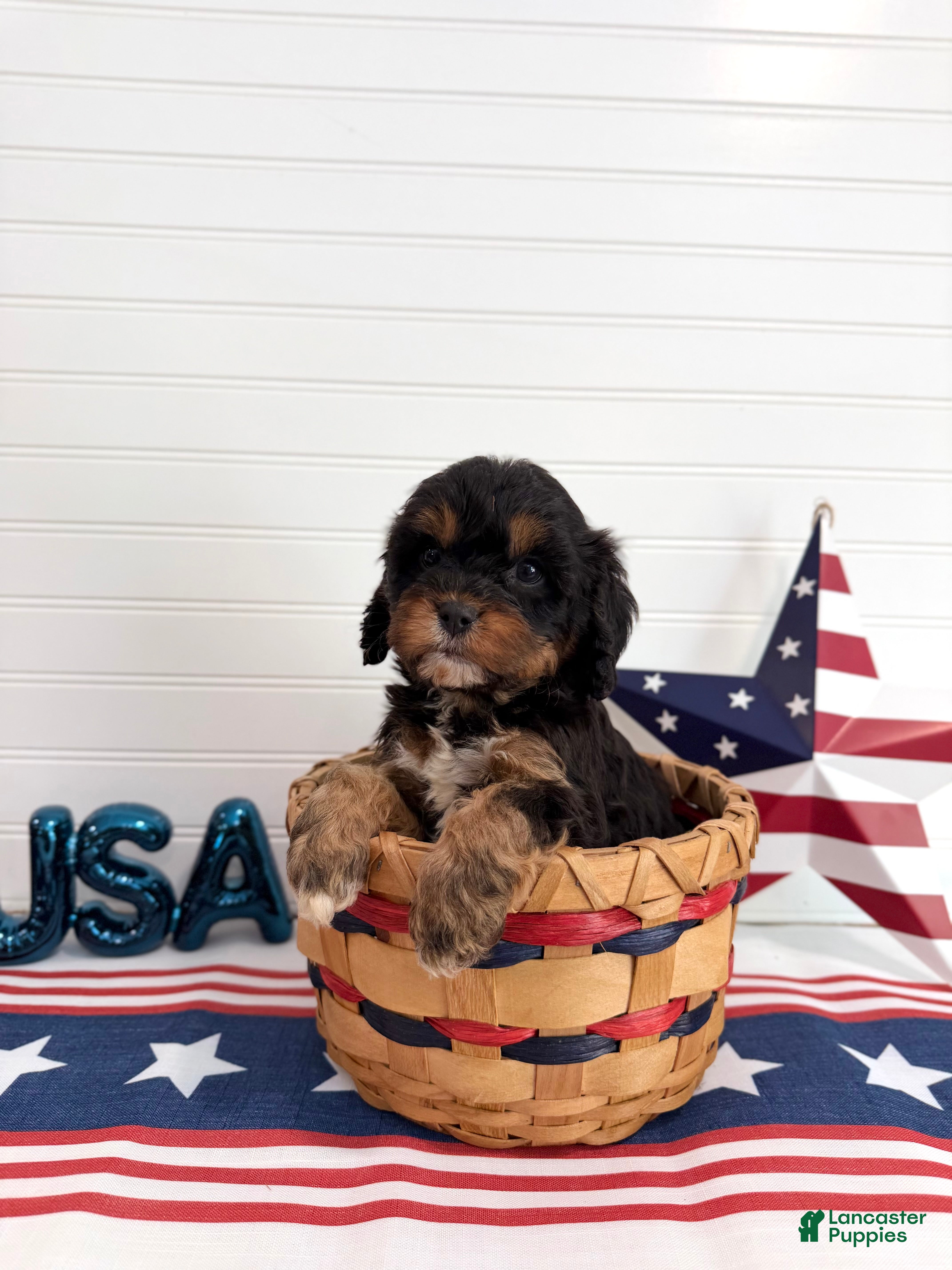Cavapoo dogs Boomer - Ad 1