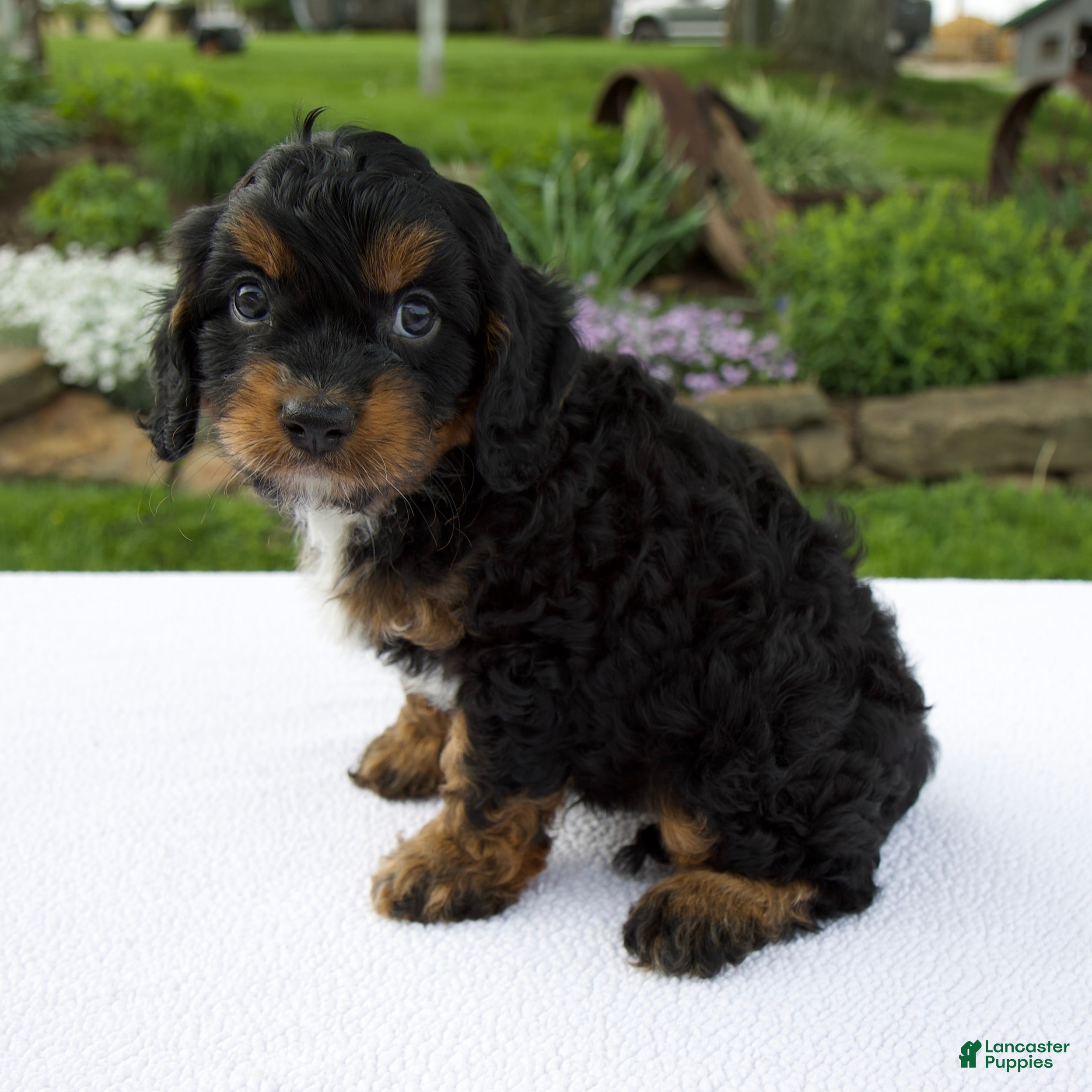 Cavapoo dogs for sale: Austin - Ad 3