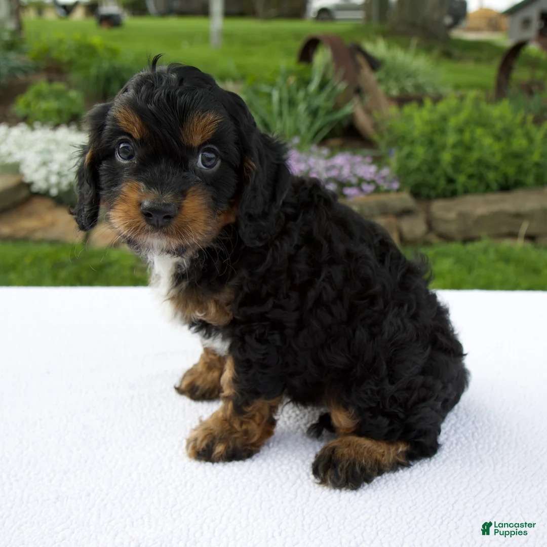 Cavapoo dogs for sale: Austin - Ad 1
