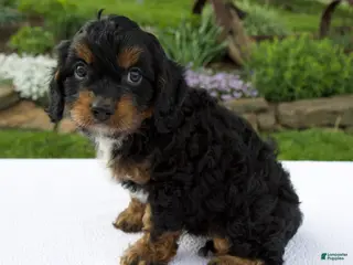 Cavapoo dogs for sale: Austin - Ad 3