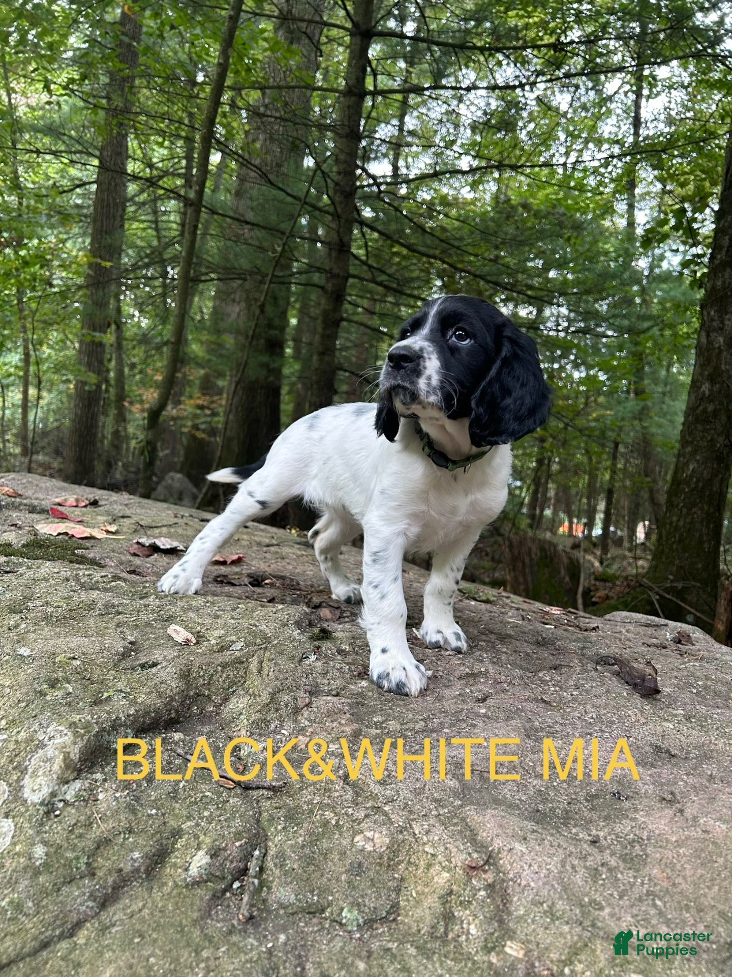 English Springer Spaniel dogs English Springer Spaniel 2 - Ad 1