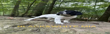English Springer Spaniel 2