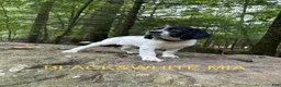 English Springer Spaniel dogs for sale: English Springer Spaniel 2 - Ad 1