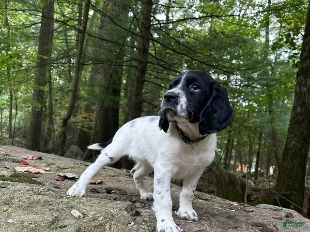 English Springer Spaniel dogs for sale: English Springer Spaniel 2 - Ad 1
