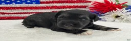 Miniature Schnauzer dogs for sale: Marsha Male 5 - Ad 4