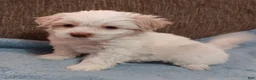 Teddy Bear dogs for sale: Tanner - Ad 3