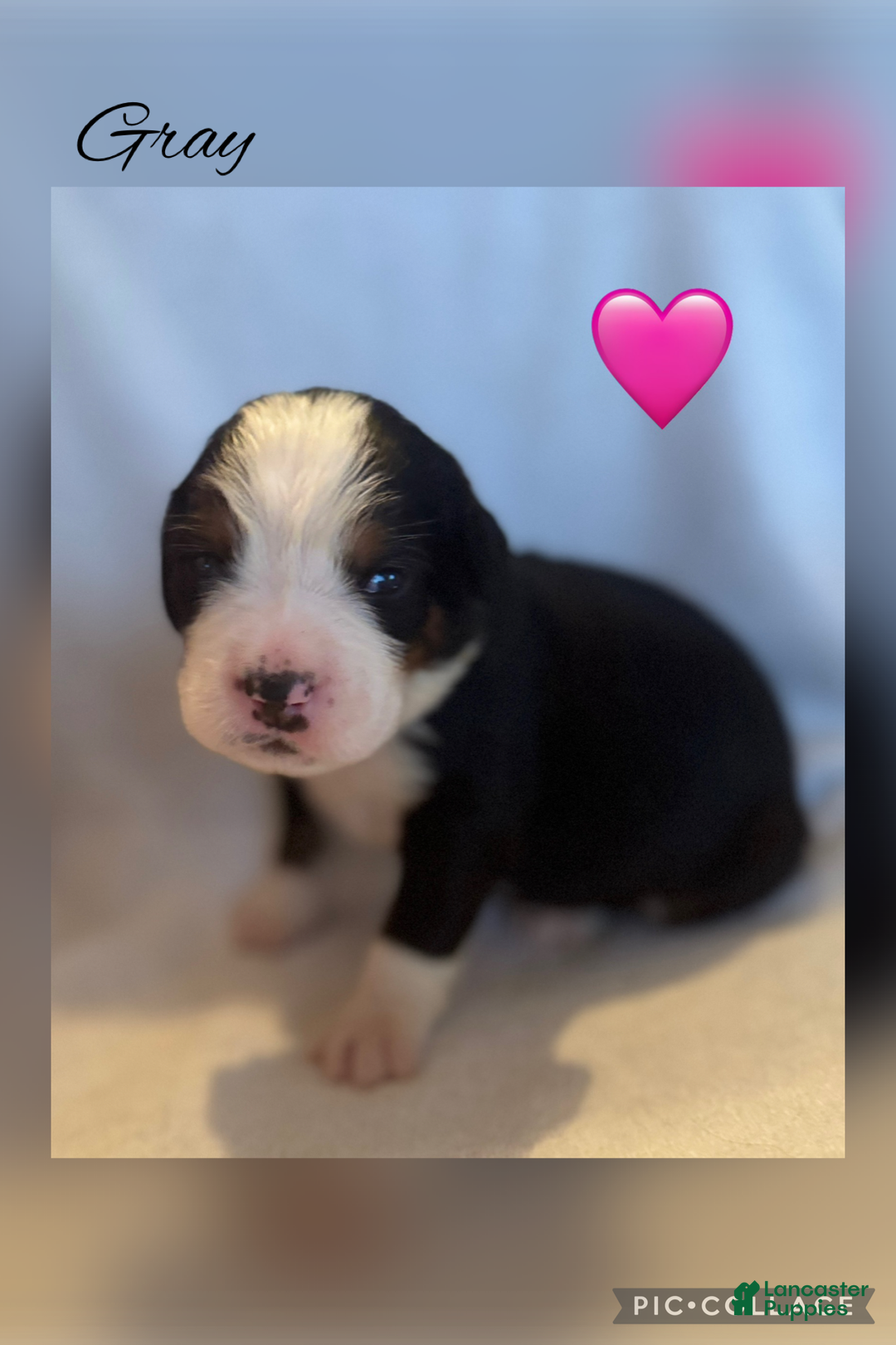 Bernese Mountain Dog dogs for sale: Lulu - Ad 6