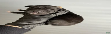Sentinel Soul’s House of Versace *Black North American Mastiff*