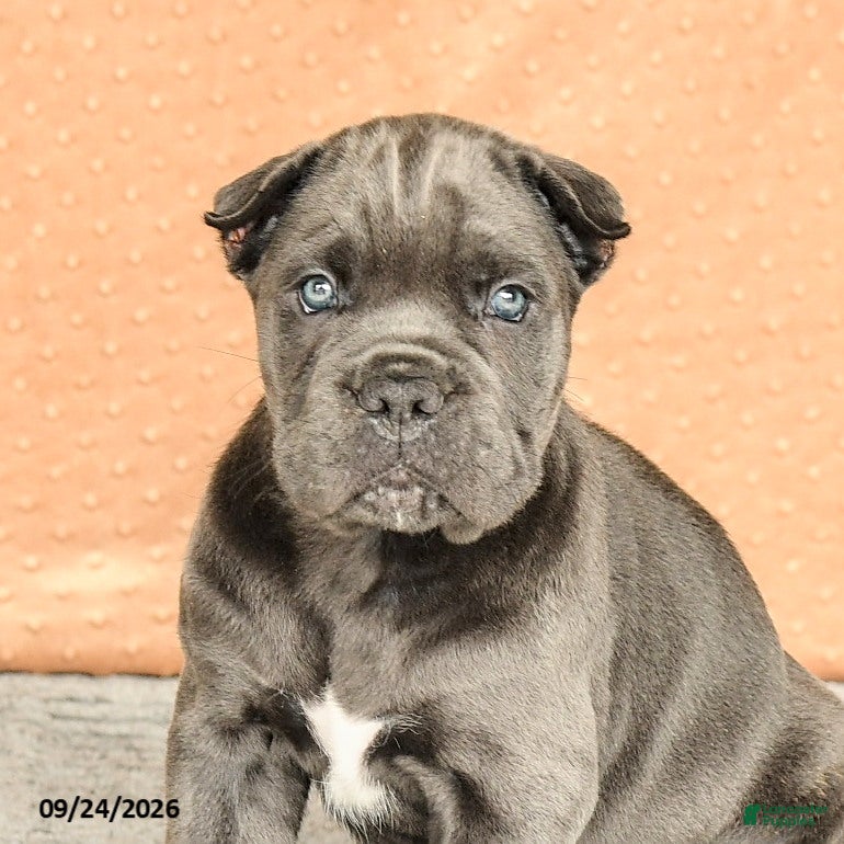 Cane Corso dogs Rafael - Ad 2