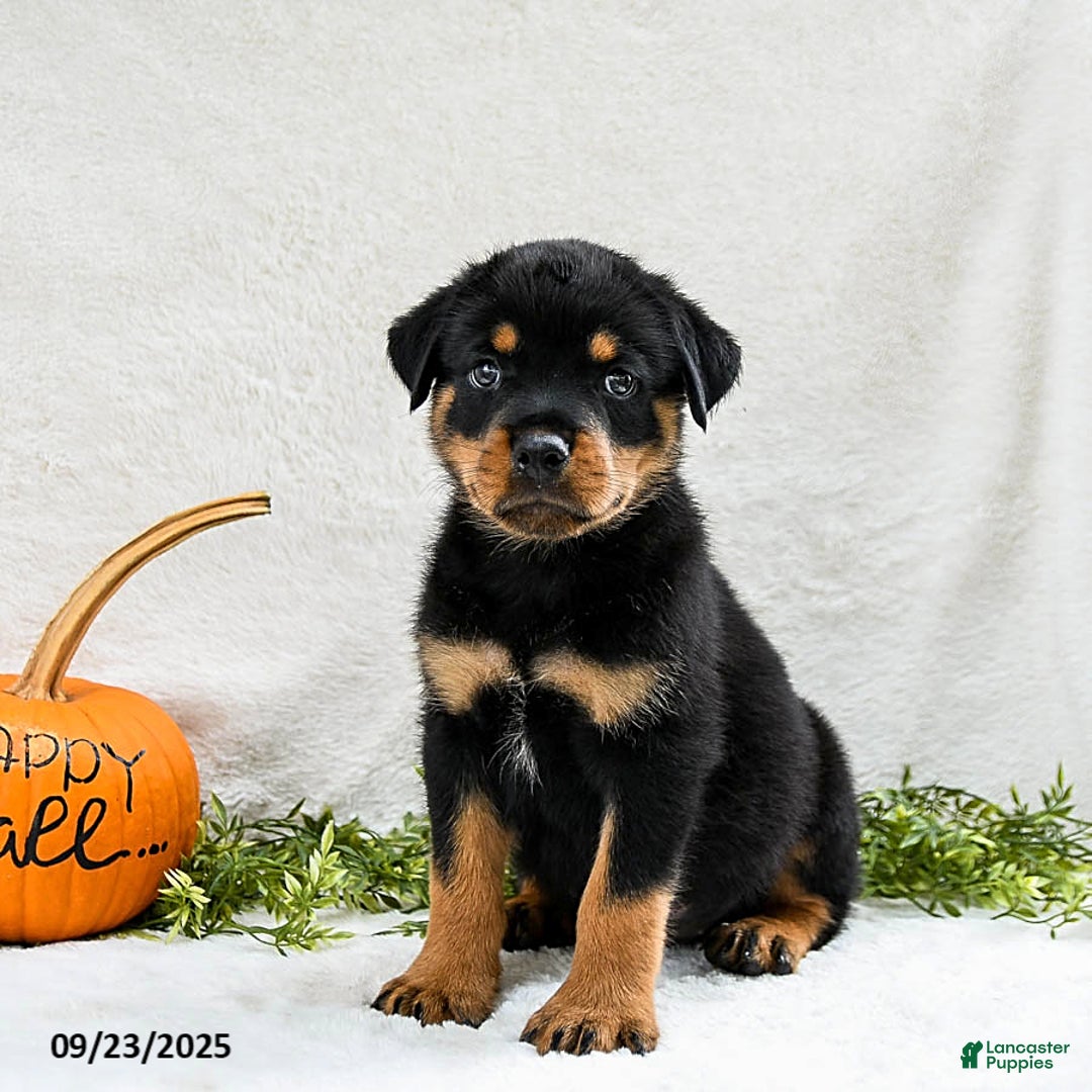 Animal Black And Rust Rottweiler Buddy For Sale In Ronks Lancaster