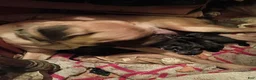 Cane Corso dogs for sale: Cane Corso 1 - Ad 6
