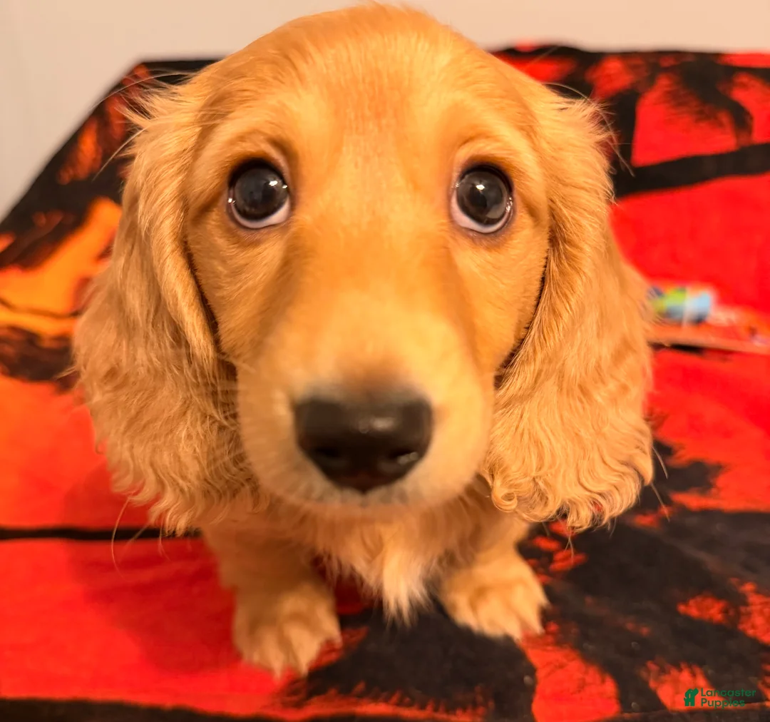 Dachshund dogs for sale: Dachshund Puppy 1 - Ad 1