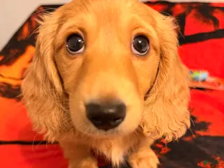 Dachshund dogs Dachshund Puppy 1 - Ad 26