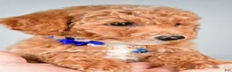 Bichpoo dogs for sale: Sierra - Ad 8