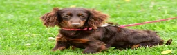 Miniature Dachshund dogs for sale: Alice - Ad 8