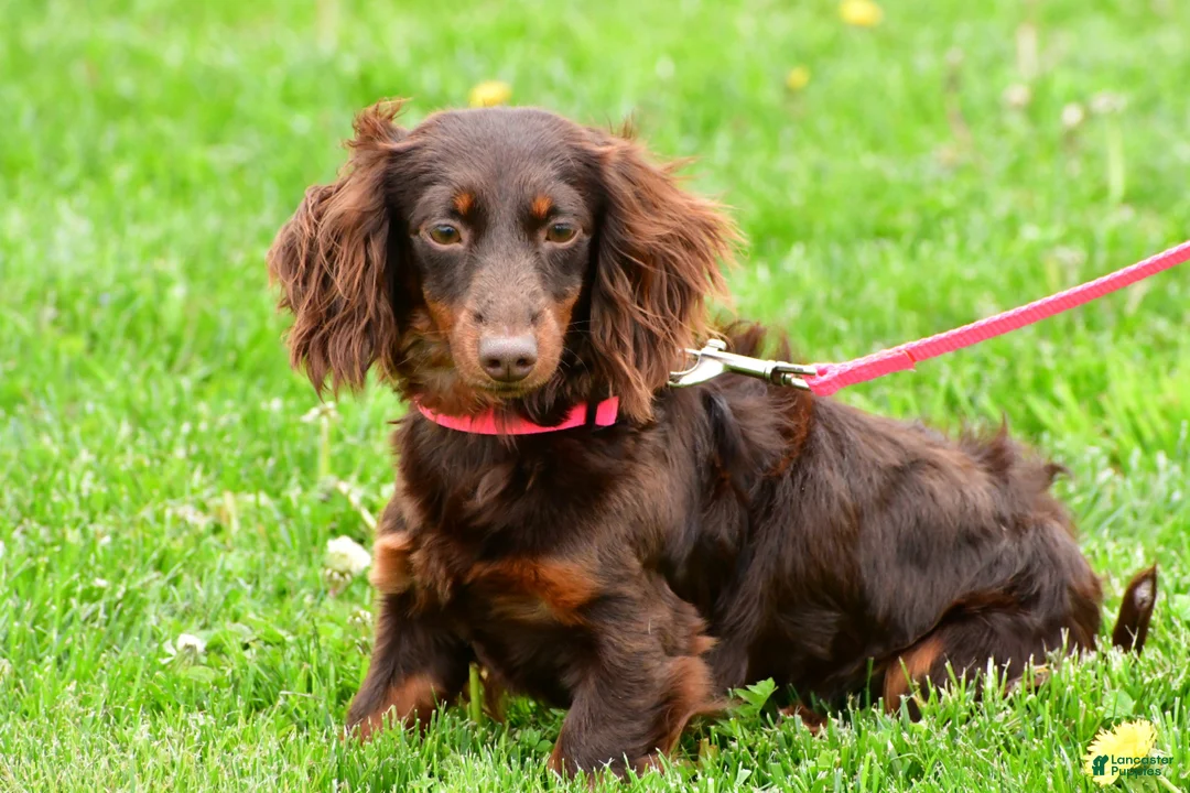 Miniature Dachshund dogs for sale: Alice - Ad 8