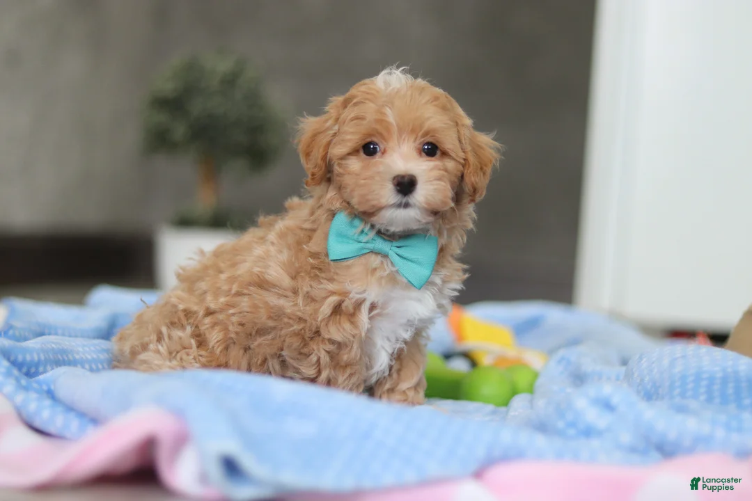 Havapoo dogs for sale: Beau - Ad 8