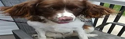 English Springer Spaniel dogs for sale: English Springer Spaniel 1 Daisey - Ad 1