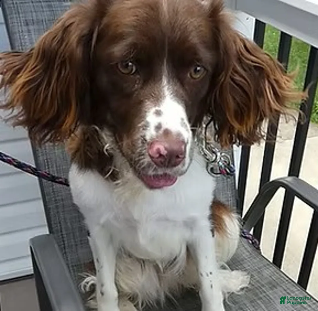English Springer Spaniel dogs for sale: English Springer Spaniel 1 Daisey - Ad 1