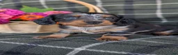 Dachshund dogs for sale: Tessa  - Ad 5