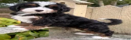 Mini Bernedoodle dogs for sale: 🩷IN BOSTON MASSACHUSETTS AREA🩷TRADITIONAL TRI COLOR🩷MINI BERNEDOODLE GIRL🩷 - Ad 9