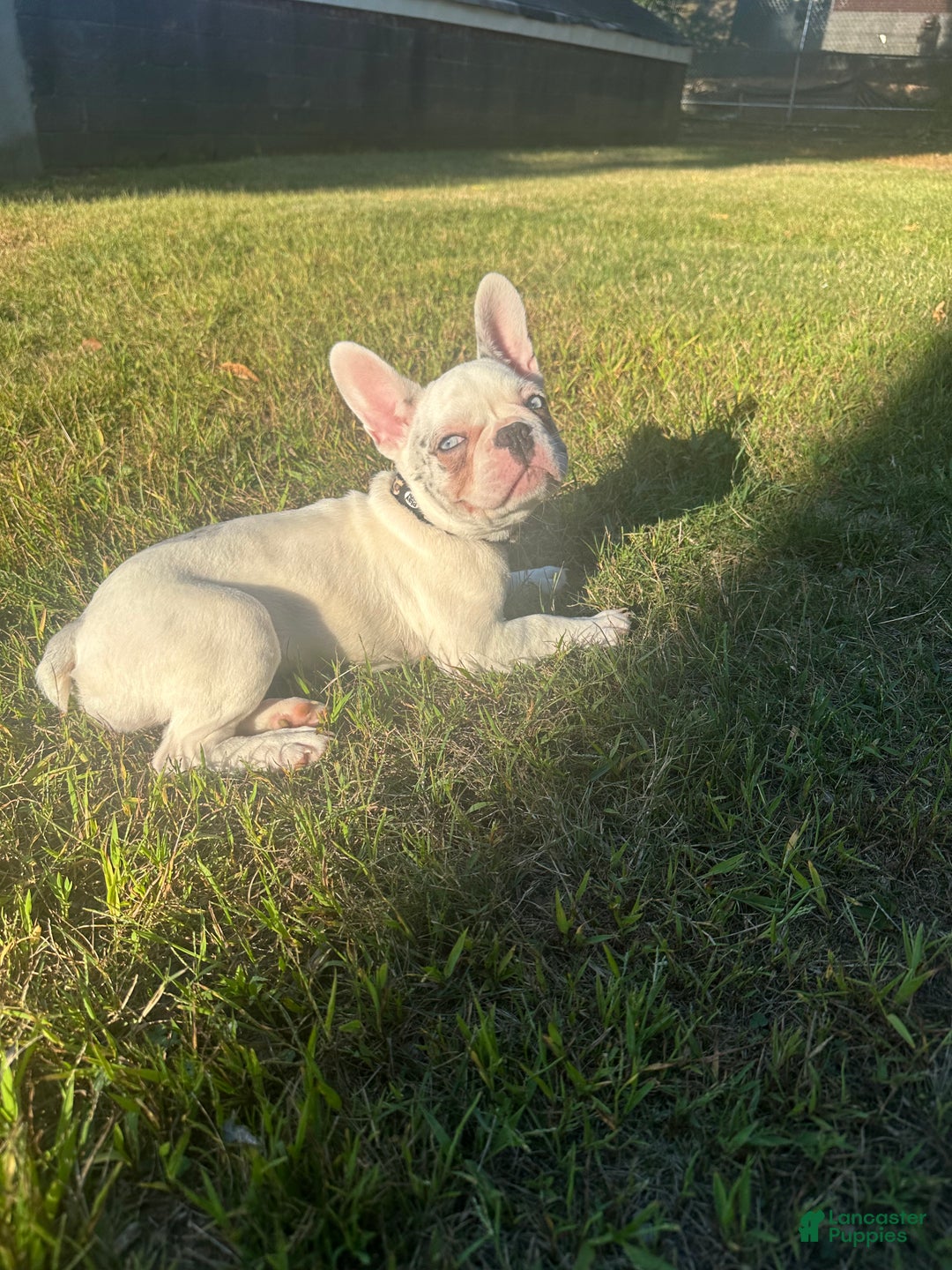 French Bulldog dogs for sale: Willow  - Ad 7
