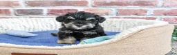 Miniature Schnauzer dogs for sale: Jimmy - Ad 2