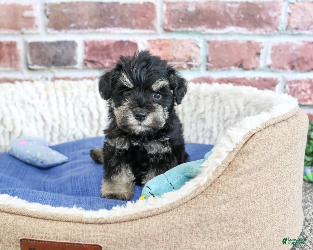Miniature Schnauzer dogs for sale: Jimmy - Ad 2