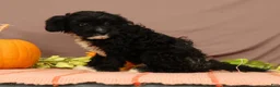 Cavapoo dogs for sale: Vaughn - Ad 3