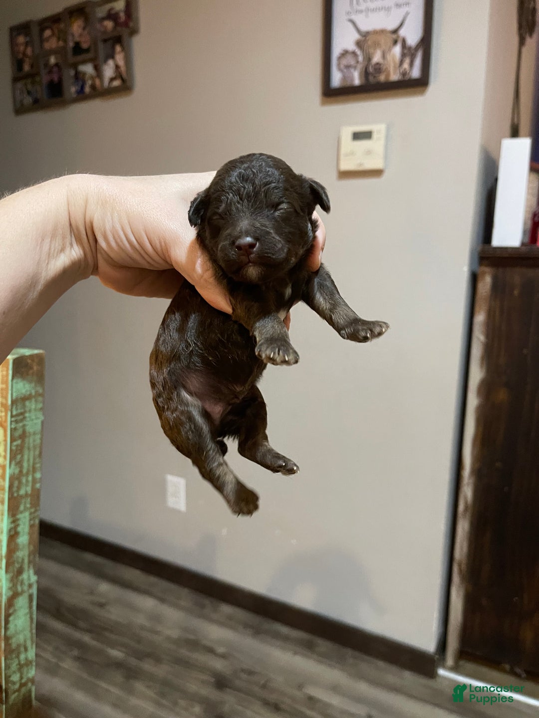 Miniature Poodle dogs for sale: Akc Clear Chocolate Phantom Boy 2 - Ad 7