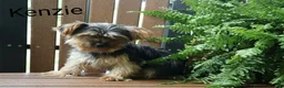 Yorkshire Terrier dogs for sale: Tracker  - Ad 12