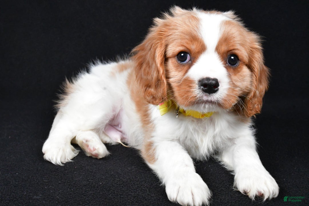 Cavalier King Charles Spaniel dogs for sale: Travis - Ad 7