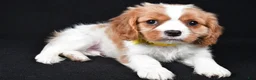 Cavalier King Charles Spaniel dogs for sale: Travis - Ad 3