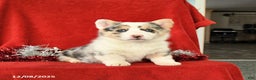 Welsh Corgi Pembroke dogs for sale: Joy - Ad 4