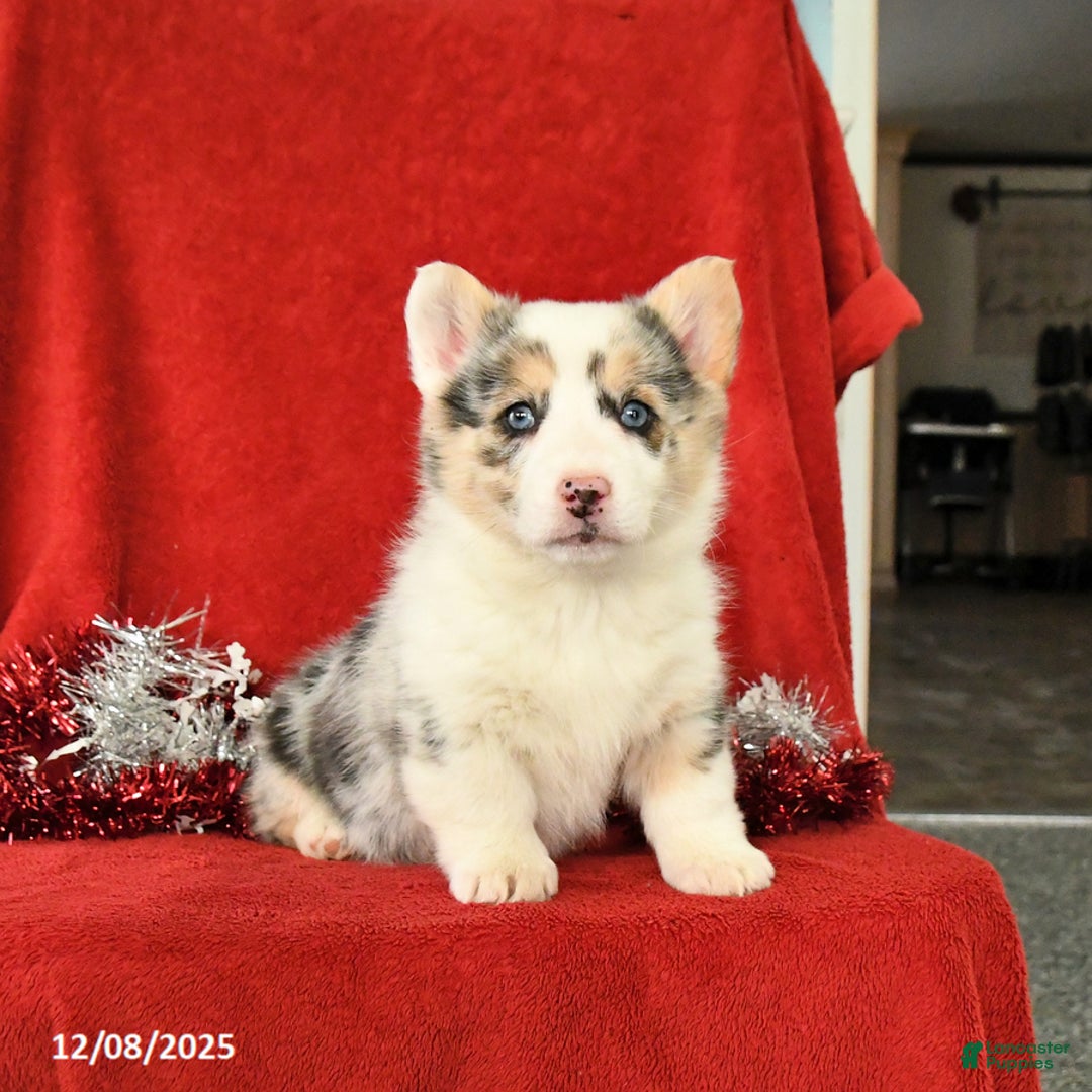 Welsh Corgi Pembroke dogs for sale: Joy - Ad 4