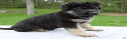 German Shepherd dogs for sale: Captain - Ad 1