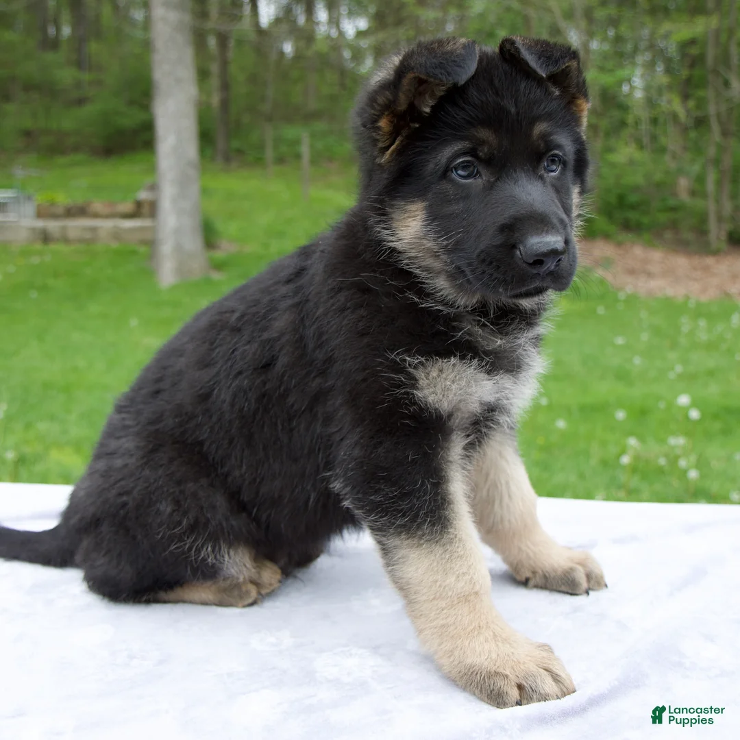 German Shepherd dogs for sale: Captain - Ad 1