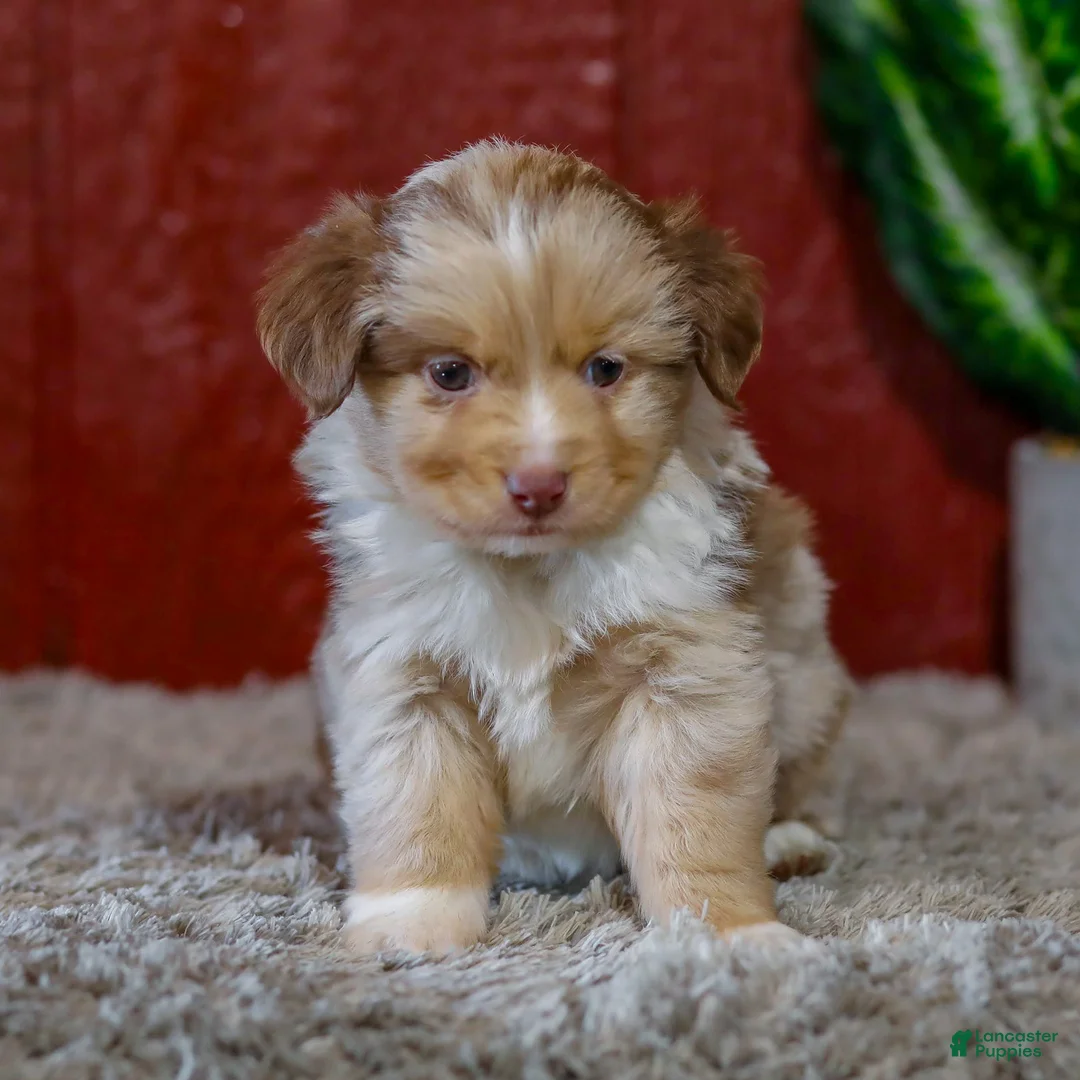 Miniature Australian Shepherd dogs for sale: Zack - Ad 2