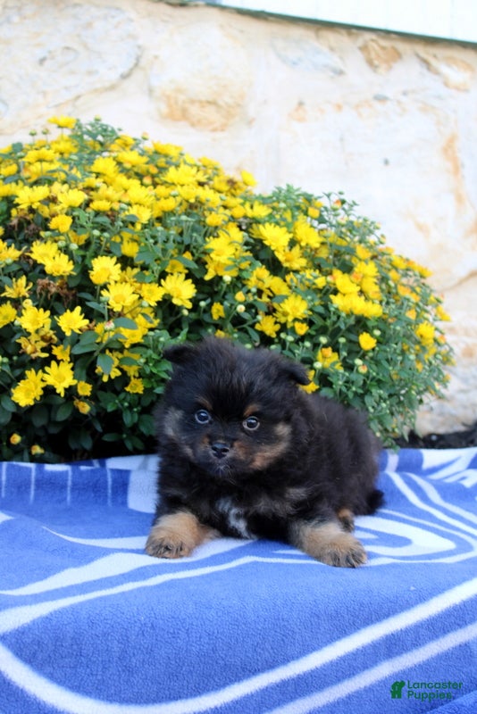 Pomeranian dogs Garret - Ad 2