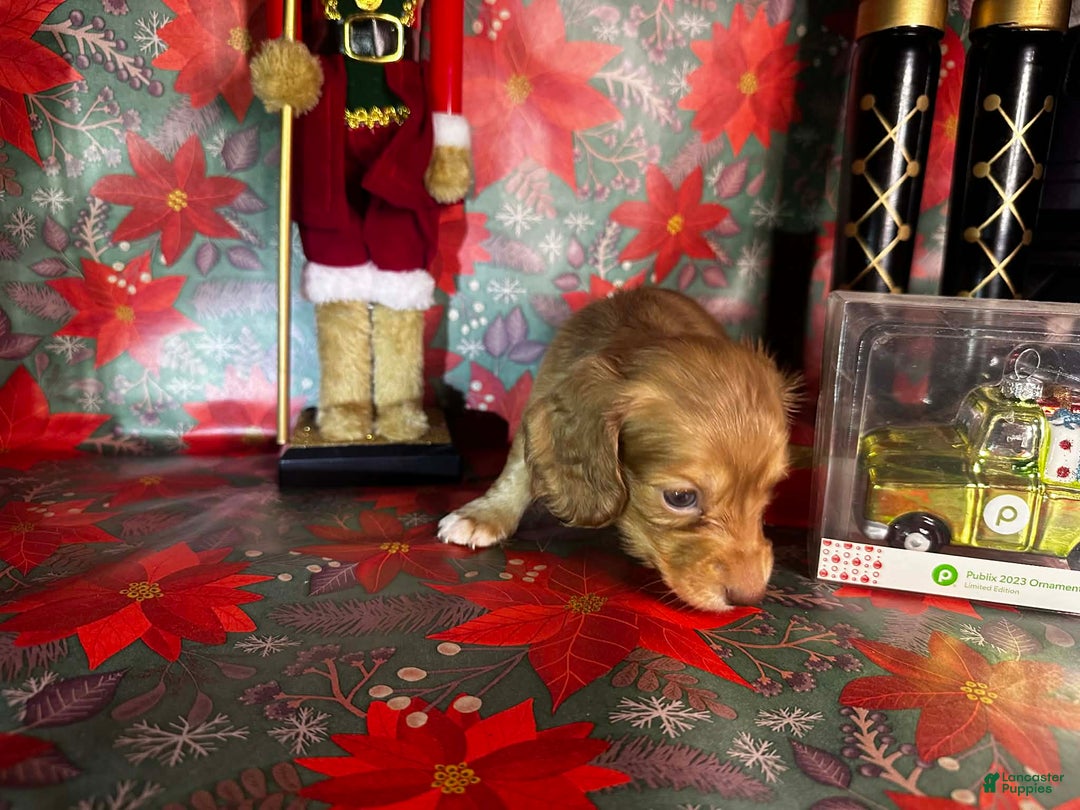 Dachshund dogs for sale: Lola bunny - Ad 9