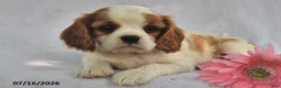 Cavalier King Charles Spaniel dogs for sale: Bobo  - Ad 3