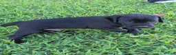 Mixed Breed dogs for sale: Mixed Breed 2 - Ad 3