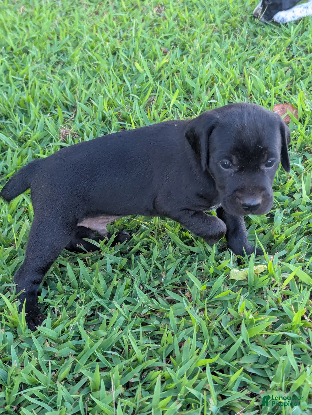 Mixed Breed dogs for sale: Mixed Breed 2 - Ad 3