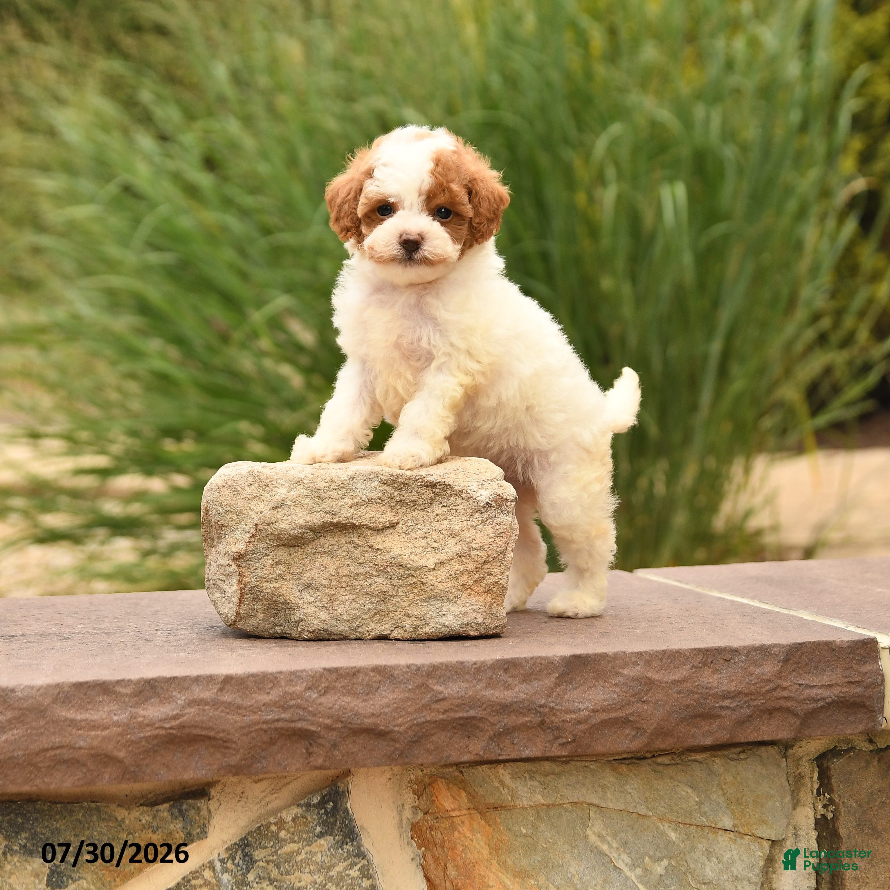 Toy Poodle dogs Tiny Magic - Ad 1