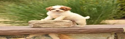Toy Poodle dogs for sale: Tiny Magic - Ad 1